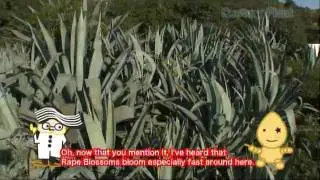 Muroto Geopark Introduction video 4