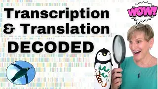 Transcription & Translation DECODED | Bio Basics 🐧