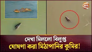 রাজশাহীর পদ্মায় দেখা মিললো বিলুপ্ত ঘোষণা করা মিঠাপানির কুমির! | Freshwater crocodile | Rajshahi news
