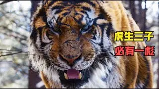 虎生三子，必有一彪！真正的丛林电影，这才叫震撼！《大虎山君》