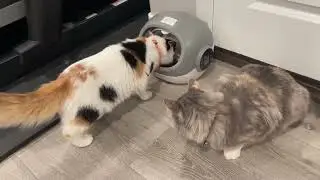 RFID Cat Feeder with Collar Sensor Suitable for Both Wet and Dry Food Review