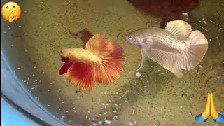 M&aacute;s De 2000 Alevines Gold (Oro)HM y HMPK 💛🥰🫶✅ #india #best #beautiful #instagram #guppy
