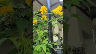 Tecomaria Flower