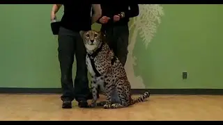 Cheetah Connection at the Bronx Zoo