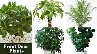 10 Best Feng Shui Plants for the Front Door  / Lucky Houseplants / Front Door Plants