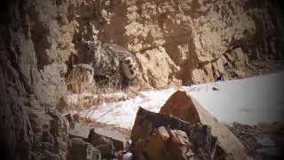Mating SNOW LEOPARD