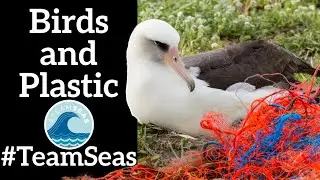 Ocean Plastic and Seabirds - A #TeamSeas Video