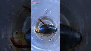 Cybister driving beetle in glass || #shorts #insects #nature #naturelovers #vidphography