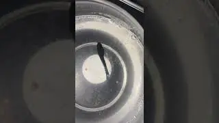 Eating betta fish live insects