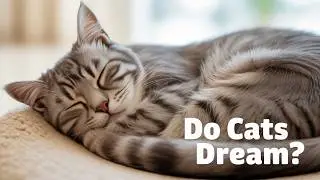 What Do Animals Dream About? The Science of Animal Sleep