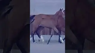 That foal 😍😍 #shorts #fohlen #foal #pferde #horse #pferd #edit #edits #horses