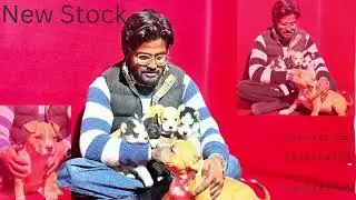 All Breed🐶 Puppy Available Kci & Non Kci !! 📍Ambala Haryana!! 📞9728858726