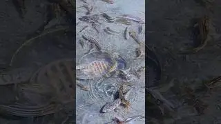 desi tengra fish in tank #fishinfo #fish