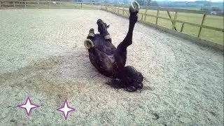 First ride of a Friesian & Arabian horse after a two weeks holiday