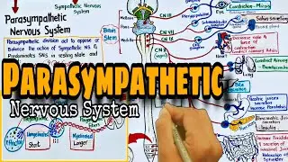 Parasympathetic nervous system - Pharmacology | Autonomic nervous system