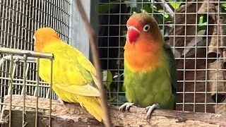 EP5: เจ้าขนฟูกำลังทำความสะอาดขนอย่างตั้งใจ 🐦💛ทุกจิกเล็ก ๆ คือความน่ารักที่อบอุ่นใจ 