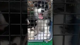 Husky babies cute adorable#baby #trending like and share