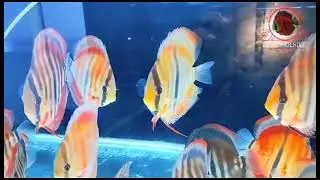 Ica red heckle discus fish for sale#Malaysia imported