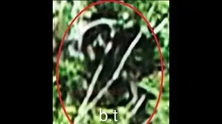 Train Saved Me From Dogmen/Sasquatch! Bigfoot Barn