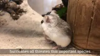Helping Endangered Beach Mice Meet their Match | Part 1