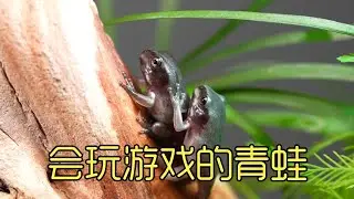 沉浸式养蝌蚪，培养一只会玩游戏的树蛙，能成功吗？ #蝌蚪
