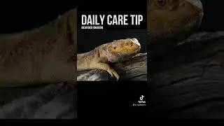 Must Know This About Bearded Dragon Diet - Daily Reptile Care Tip #8