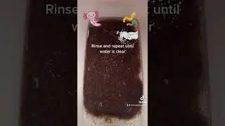 Caring for live black worms