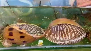Sea snails for sashimi#food #cooking #fishing #mukbang //chef earns