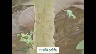 Four Bejis #Beji #Biodiversity #Conservation #Human-Wildlife Conflict Resolution #Wildlife Crime ...