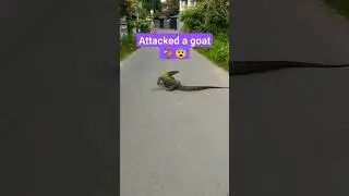 Indian monitor lizard attack | Indian monitor lizard rescue | gosap vs snake #ytshorts #viral #short