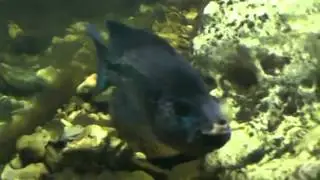 Laguna INBioparque