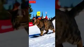 🐾❄️ Feline Snowboarding Magic Must See! #SnowboardCat #WinterPets