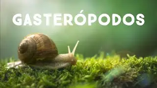 Gaster&oacute;podos  |El Mundo Natural|