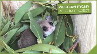 Western Pygmy Possum Project