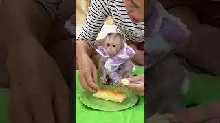 Mom feed egg bread for JOBI