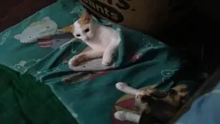 FUNNY PINOY CAT VIDEO |milkeey and maunese
