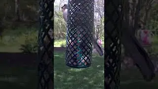Northern Mockingbird eat suet