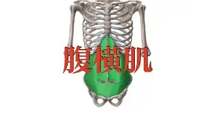 腹横肌 Transversus Abdominis muscle