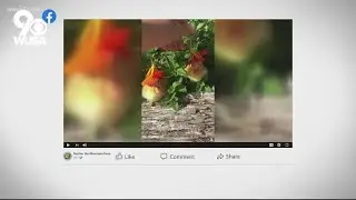 Ducks in flower hats are so cute | Get Uplifted