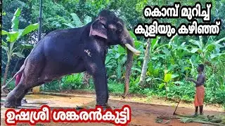 Ushasree sankarankutty @Ettumanoor കൊമ്പ് മുറിച്ച് സുന്ദരനായി ഉഷശ്രീ ശങ്കരൻകുട്ടി Elephant