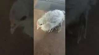 Smooch the chick taking a dust bath 2