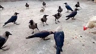 Crows Beautiful Video | Crow Sounds | Crows Call | Crows Planet 