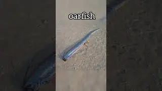 oarfish#fish#fishing#shorts#short#youtubeshorts#shortvideo#trending#viral#youtube#new#ytshorts#yt#4k