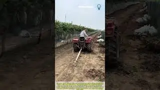 How farmers remove stumps with rope and tractor