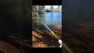 Which is better for fishing, Live bait or Artificial Lures?