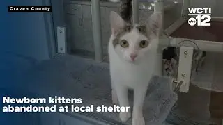 Newborn kittens abandoned at local shelter, now safe in foster care