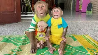 🔴Heart-Melting Reunion of CUBIS and CUTIS &mdash; Monkey Brothers Reunited 💖