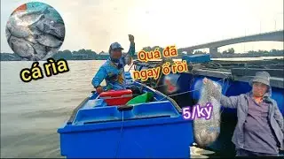 Câu Cá Rìa Cặp Theo Làng Bè . Trúng Đậm Ổ Cá Rìa Lâu Năm Dưới Lòng Sông ... ba hưng csb