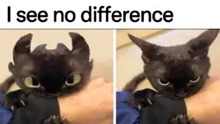 Cat Memes