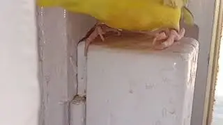 Can We touch budgies eggs|no problem in fertilize? #viral #new #ytmoney #21k #views #plzwatch #bird.